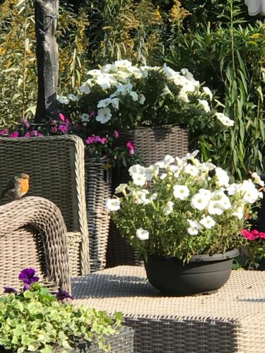 two wicker chairs and flowers in a garden at Villa 't Haasduin in Wijk aan Zee