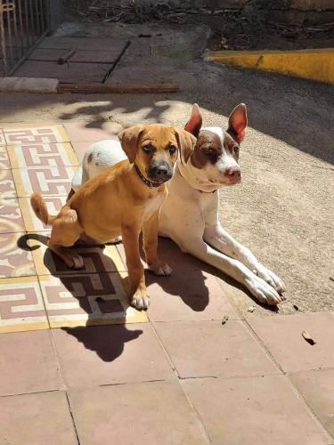 two dogs sitting next to each other on a sidewalk at Buena Onda Backpackers in San Juan del Sur
