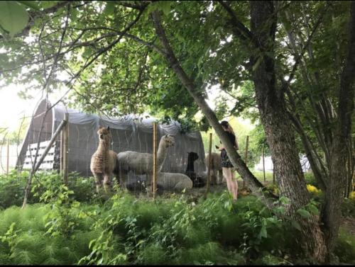 a group of animals standing in a field with trees at Villa Tilda in Mathildedal