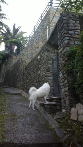 a white dog standing next to a brick wall at Studio-apartments Monfort in Portorož