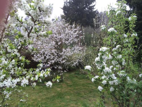 Κήπος έξω από το Ferienwohnung Kuckuck auf dem Sommerberg incl SchwarzwaldCard Plus - 2 Zimmer 50qm