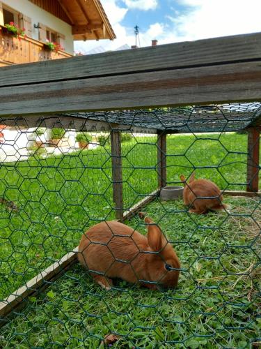 two animals laying on the grass in a cage at MoarHof Feilnbach in Bad Feilnbach