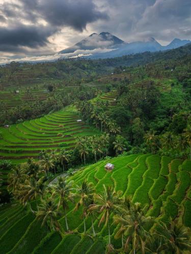 an aerial view of a green field with palm trees at Kurni's Cabin in Sapit