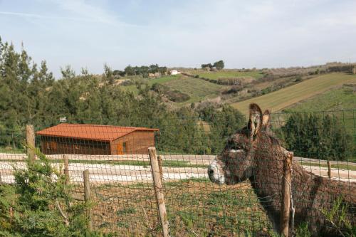 a camel standing behind a fence in a field at Quinta dos Castanheiros in Usseira