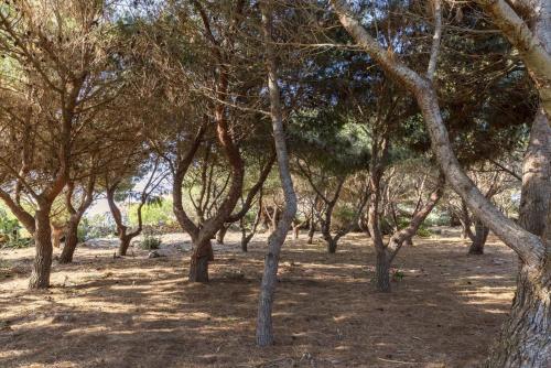 a group of trees in a field of dirt at Villa Le Pigne in Favignana