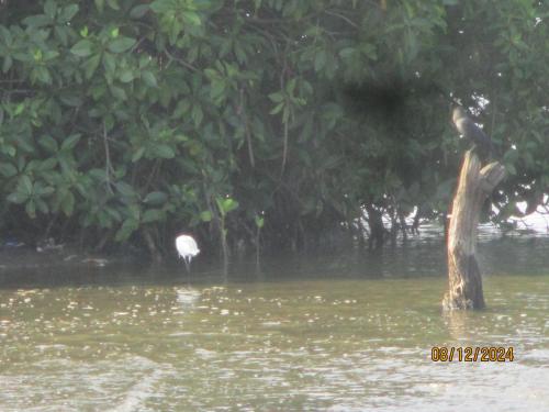 a bird standing in the water next to a tree at Ralph recedency in Kochchikade