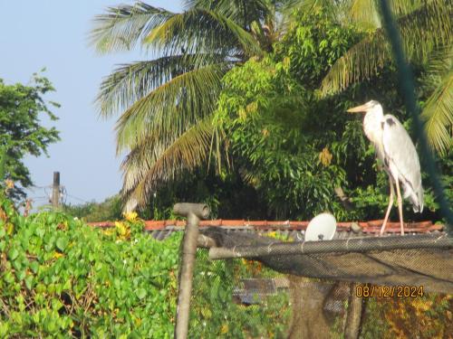 a white bird sitting on top of a roof at Ralph recedency in Kochchikade