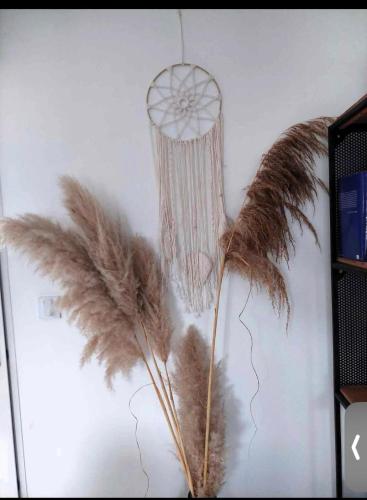 a bunch of feathers hanging on a wall at Duplex Cosy 100m2 Terrasse Fouesnant Les Glénan in Fouesnant