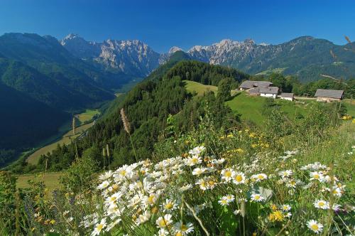a field of flowers on the side of a mountain at Prenočišča Valentina in Solčava