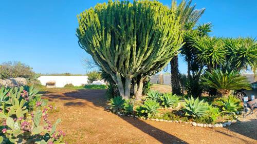 a tree in the middle of a garden with plants at Villa Chimera in Pachino