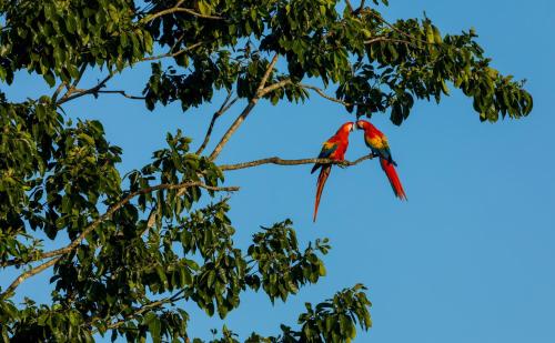 Selva Pacific – Photos 4