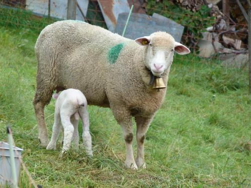 a sheep standing next to a baby lamb in a field at BnB Goldberg in Schmerikon