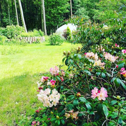 a bush with pink flowers in a yard at Gingerbread Cottage Yurts in East Dereham