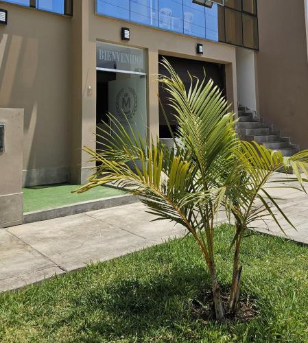 a palm tree in front of a building at Hospedaje Mónaco in San Vicente de Cañete