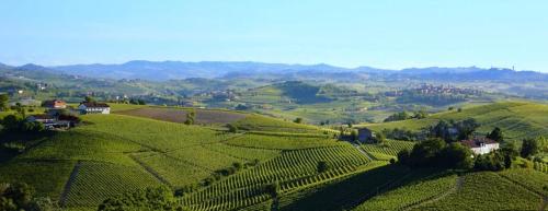 uma vista aérea de uma vinha nas colinas em L'ulivo,casa di campagna. em Cortiglione