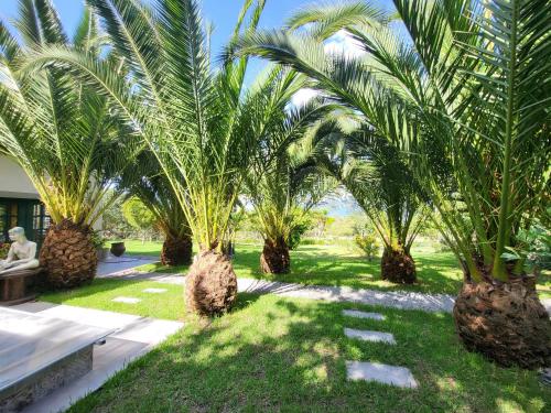 a row of palm trees in a yard at Quinta Paolita in Tumbabiro