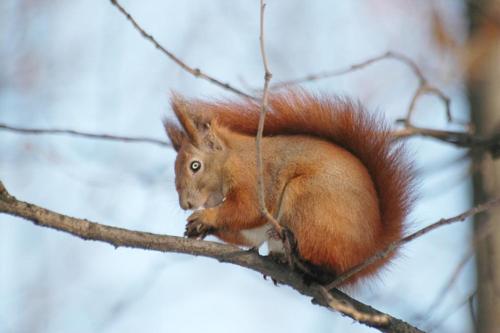 a red squirrel sitting on a tree branch at Grenlanda in Ulanów