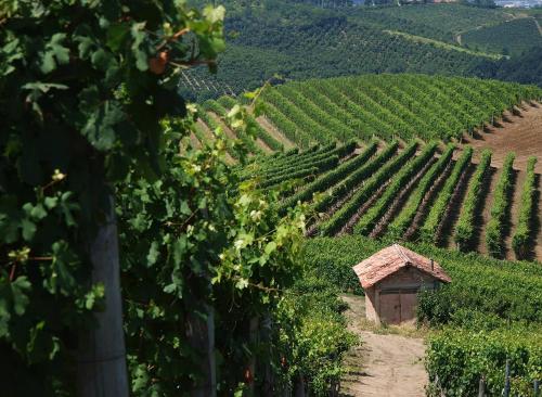 Cortiglione的住宿－L'ulivo,casa di campagna.，葡萄园,在田间中间有一座小房子