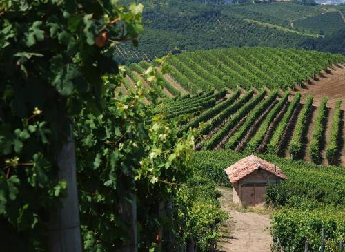 a vineyard with a small house in the middle of a field at L'ulivo,casa di campagna. in Cortiglione
