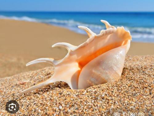 a shell in the sand on the beach at Makramia holiday rental in Hurghada