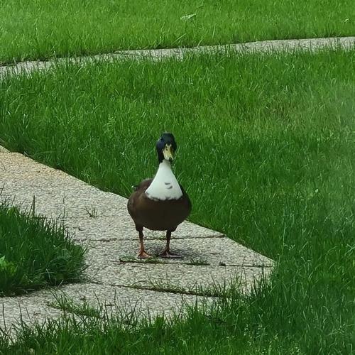 a duck standing on a sidewalk in the grass at Villa Musik - historical apartments, Baden in Baden