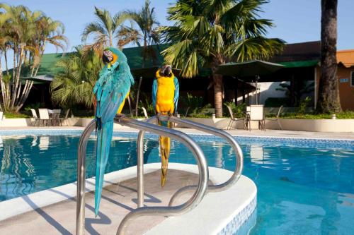 dos loros sentados en una silla junto a una piscina en Hotel Anaconda, en Leticia