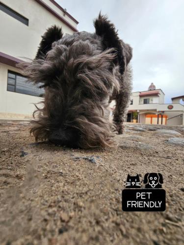 a dog sitting on the ground with its hair at Hotel Oasis in Ciudad Constitución