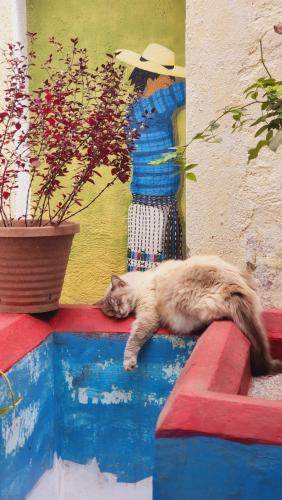 un gato tirado en una pared junto a una pintura en MAGNOLIAS en Antigua Guatemala