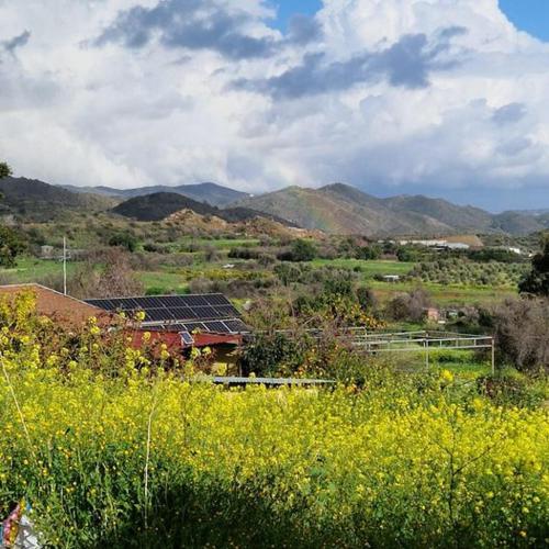 a field of yellow flowers with mountains in the background at THE ROCK HOUSE - Beautiful countryside with mandarins oranges and olive trees,. Near Limassol at Eptagonia village. in Ephtagonia