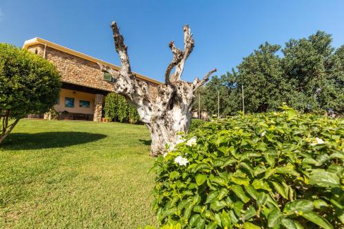 a tree sitting in the grass next to a bush at Hotel Janas in Tertenìa