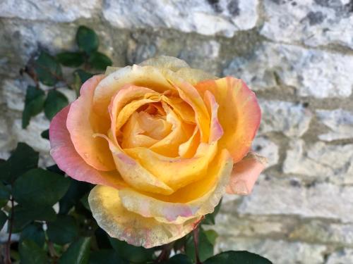 a yellow and orange rose in front of a wall at hOTEL kARINA in Jarnac