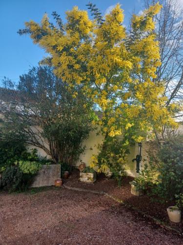 uma árvore com folhas amarelas em frente a uma casa em Chambre d’hôtes des tourterelles em Champniers