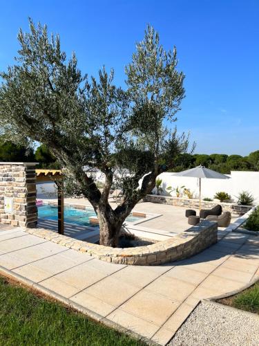 un albero su un marciapiede accanto a una piscina di Olivea Luxury Suites a Fažana