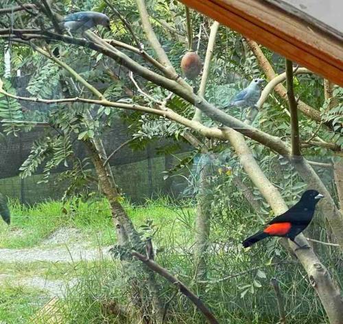un pájaro rojo y negro sentado en una rama de árbol en Cabaña CAPRI Eje Cafetero, en Circasia