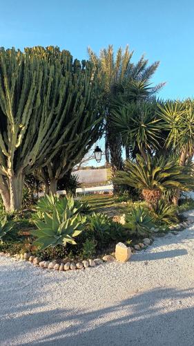 a landscaping with trees and plants in a park at Villa Chimera in Pachino