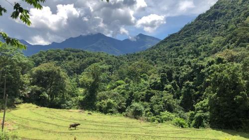 Eine Kuh steht auf einem Feld mit Bergen im Hintergrund in der Unterkunft Ceylon Guest in Kegalle