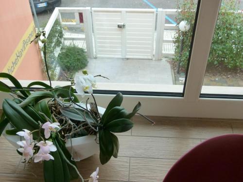 a plant sitting on the floor next to a sliding glass door at Vele Storiche Pisane - free private parking in Pisa