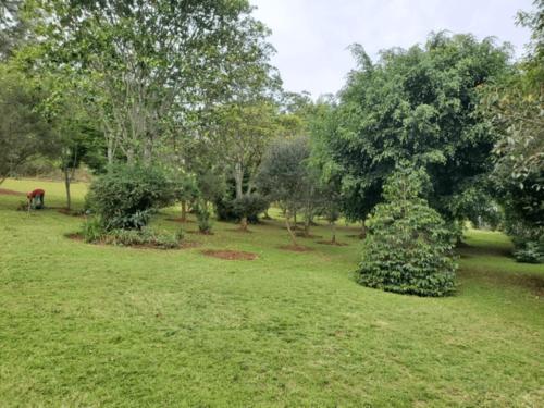 a park with trees and a horse in the grass at Luxury Retreat in Karen Suburb, Nairobi in Nairobi