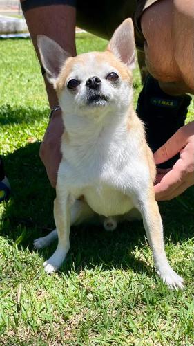 a small dog is sitting in the grass at Hotel Varandas do Sol in Poços de Caldas