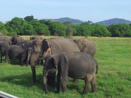 a herd of elephants standing in a field at Homely Guest in Habarana