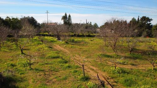a dirt road in a field with trees at Asinara in Sassari