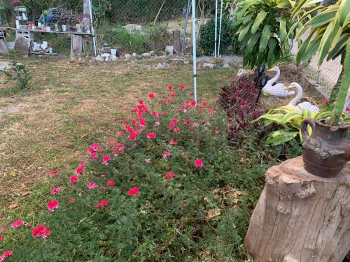 un giardino con fiori rosa e cigni bianchi di Casa en Las termales a Gracias