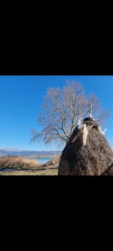 a bird sitting on top of a rock with a tree at Guesthouse Gjegji in Tale