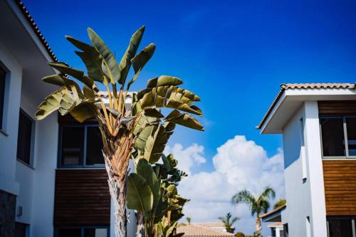 a palm tree in front of a building at Luxury Beachfront Villa With Private Pool, Private Beach, Yoga & Sea Adventures in Larnaka