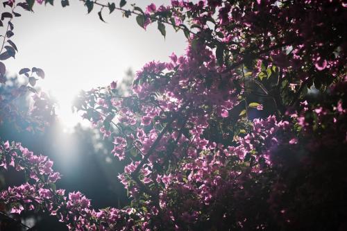 a bunch of purple flowers with the sun in the background at Prinsotel La Pineda in Cala Ratjada
