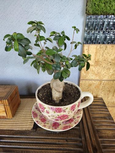 a potted plant in a tea cup on a table at Hotel Red Apple Near Railway Station Chandigarh in Manī Mājra