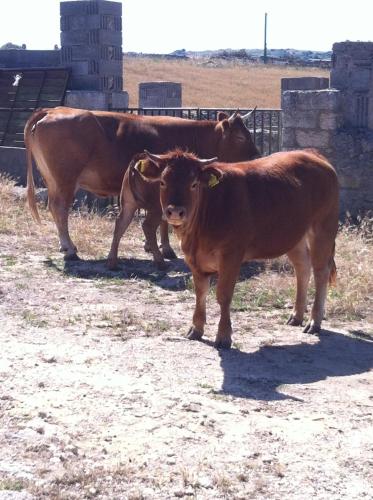 Άλλα ζώα σε αυτό το κατάλυμα σε φάρμα ή στη γύρω περιοχή