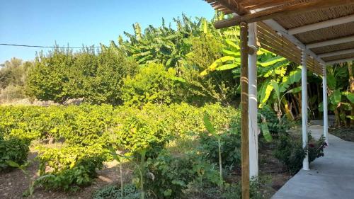 a garden with a pergola and a bunch of plants at Greek Island bungalow in Samos set in beautiful nature in Samos