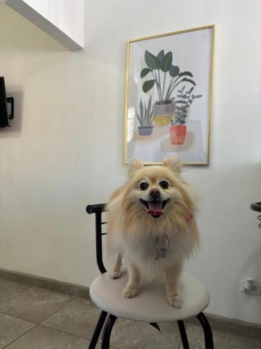 a dog sitting on a chair in a room at Casa Vivanco in Ensenada