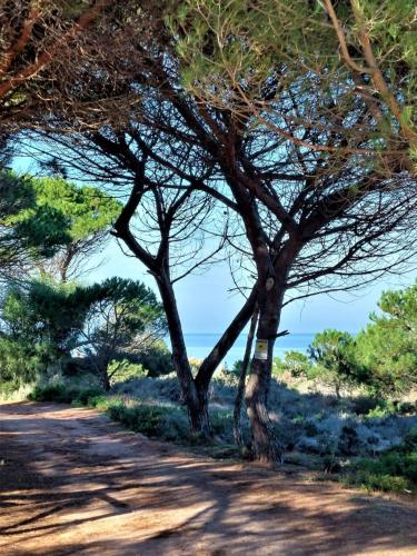 a group of trees on the side of a dirt road at Appartamento Calarossa Sardegna CasaRosa in Isola Rossa